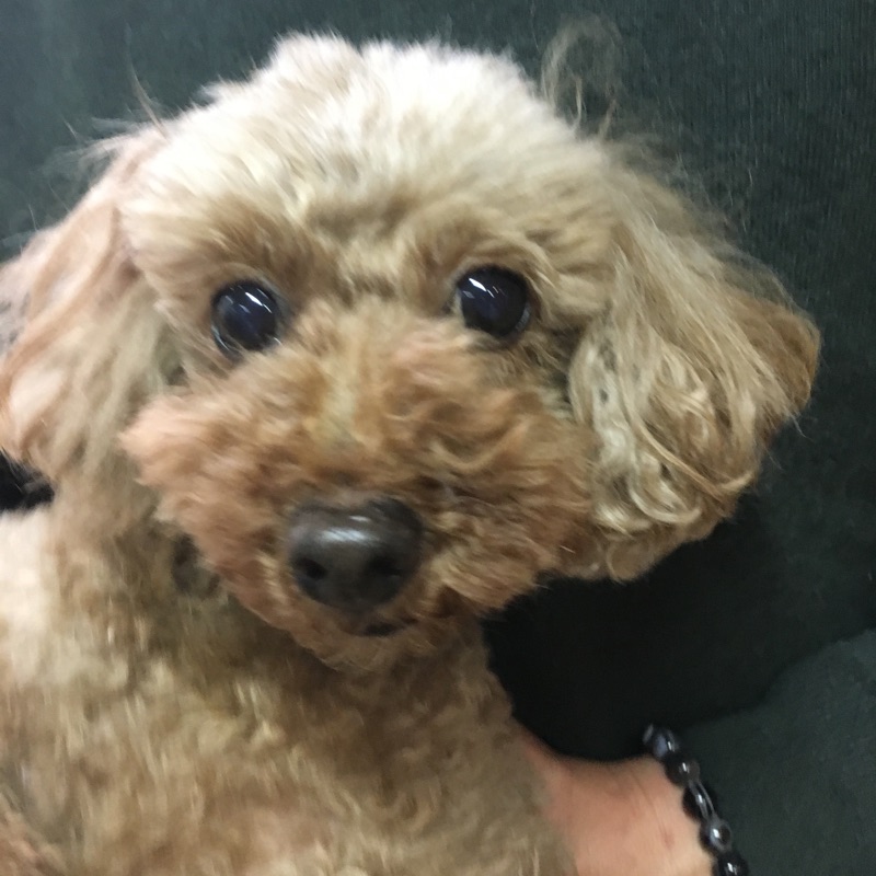 【今日の里帰りワンコ🐶トイプードルのまる子ちゃん💕】支援物資＆年賀状もありがとう💑